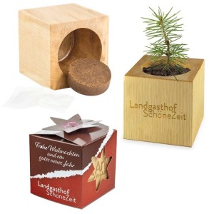Pot cube bois mini avec graines d'épicéa en boite Star-Box - Epicéa