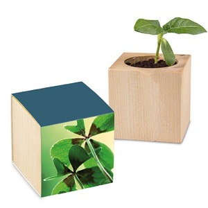 Pot cube - Bulbes de trèfle à 4 feuilles promotionnel