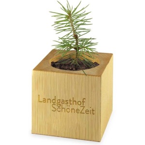 Pot cube bois Mini de Noël - Epicéa - Epicéa
