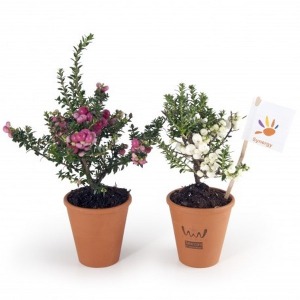 Fleur de Noël en pot terre