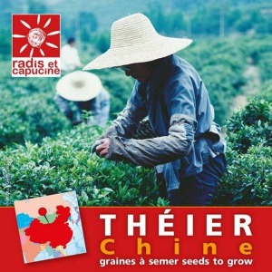 Graines de Théier de Chine en sachet