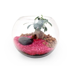Kit terrarium grand modèle 19cm - ficus ginseng