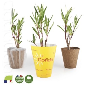 Petit plant de Laurier rose en pot biodégradable