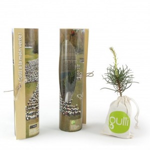 Petit plant de pin personnalisé