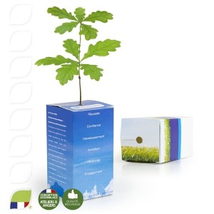 Plant d'arbre en cube personnalisable personnalisé - petit plant de Chêne