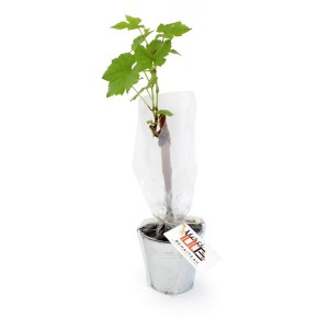 Plant de vigne en pot zinc 10cm