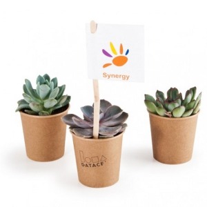 Plante grasse en pot gobelet carton