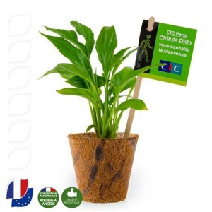 Spathiphyllum en pot fibre de coco