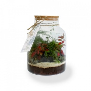 Terrarium tropical confort