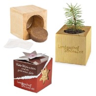 Pot cube bois mini avec graines d'épicéa personnalisable en boite Star-Box - Epicéa