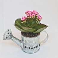 Arrosoir en zinc avec mini plante personnalisable fleurie