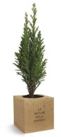 Cube en bois avec un arbre : sapin, palmier, olivier, buis picture
