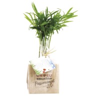 Cube en bois avec un arbre publicitaire : sapin, palmier, olivier, buis