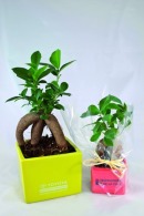Ficus personnalisé ginseng - petit format
