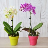 Orchidée publicitaire petit modèle