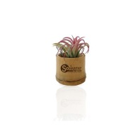 Plante déco dépolluante tillandsia pot bambou picture