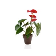 Plante personnalisée déco en pot ecolo bambou- biodégradable 10 cm