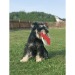 Frisbee pour chien cadeau d’entreprise