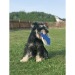 Frisbee pour chien cadeau d’entreprise