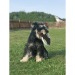 Frisbee pour chien cadeau d’entreprise