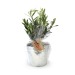 Olivier en pot, Arbre publicitaire