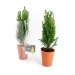 Mini sapin en pot terre cuite 7cm cadeau d’entreprise