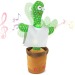 Cactus danseur cadeau d’entreprise
