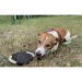Le frisbee pour chien, frisbee pour chien publicitaire
