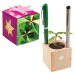 Pot cube boisde bureau en boite star-box - Bulbes de trèfle à 4 feuilles cadeau d’entreprise