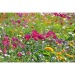 Pot cube bois Maxi en boite star-box - Mélange de fleurs d'été, Kit de plantation publicitaire