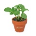 Mini pot terre cuite sous pochette - Bulbes de trèfle à 4 feuilles cadeau d’entreprise