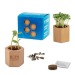 Pot cube Hexagon avec graines - Bulbes de trèfle à 4 feuilles cadeau d’entreprise