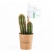 Miniature du produit Cactus en gobelet carton 1