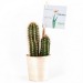 Miniature du produit Cactus publicitaire en pot bois 1