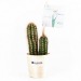 Cactus en pot bois cadeau d’entreprise