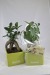 Ficus ginseng - grand format cadeau d’entreprise