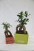 Ficus ginseng - petit format, Plante publicitaire