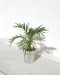 Miniature du produit Grande plante personnalisable déco en pot 0