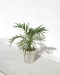 Grande plante déco en pot cadeau d’entreprise