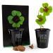 Miniature du produit Kit de plantation personnalisé black - Trèfle 4 feuilles 1