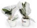 L'oeuf - mini plant arbre cadeau d’entreprise