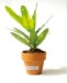 Mini plante  dépolluante en pot terre cuite, Made in France publicitaire