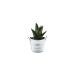 Miniature du produit Mini plante dépolluante en pot zinc 1