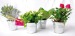 Mini plante en pot zinc cadeau d’entreprise