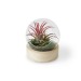 Mini terrarium globe avec socle en bois cadeau d’entreprise