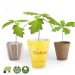 Petit plant de Chêne en pot biodégradable cadeau d’entreprise