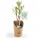 Petit plant de laurier rose en pot kraft cadeau d’entreprise