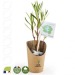 Petit plant de laurier rose en pot kraft, plant publicitaire