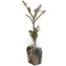 Plant arbre en sac à semer - Résineux  cadeau d’entreprise