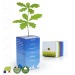Plant d'arbre en cube personnalisé - petit plant de Chêne cadeau d’entreprise
